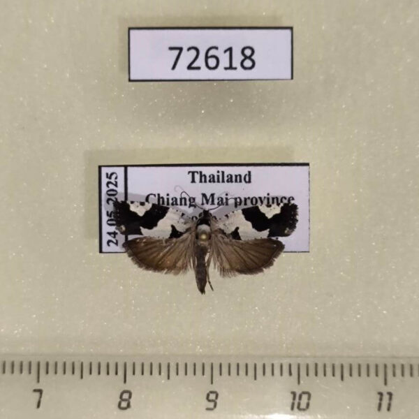 Tortricidae sp. Thailand