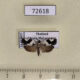 72618p Tortricidae sp. Thailand $6