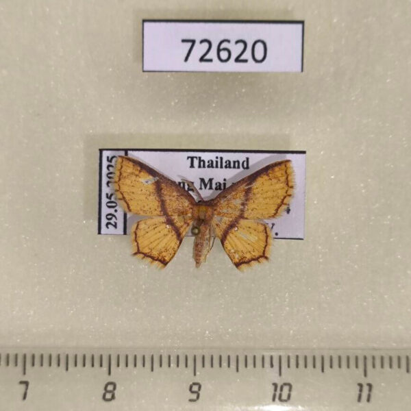 Geometridae Eois sp. Thailand