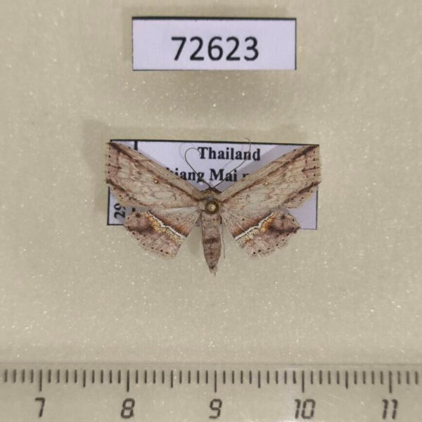 Noctuidae Hyposada ruptifascia Thailand