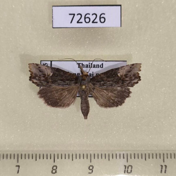 Noctuidae sp. Thailand