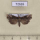 72626p Noctuidae sp. Thailand $20