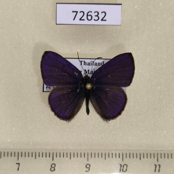 Lycaenidae Anthene emolus emolus Thailand