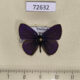 72632p Lycaenidae Anthene emolus emolus Thailand $9