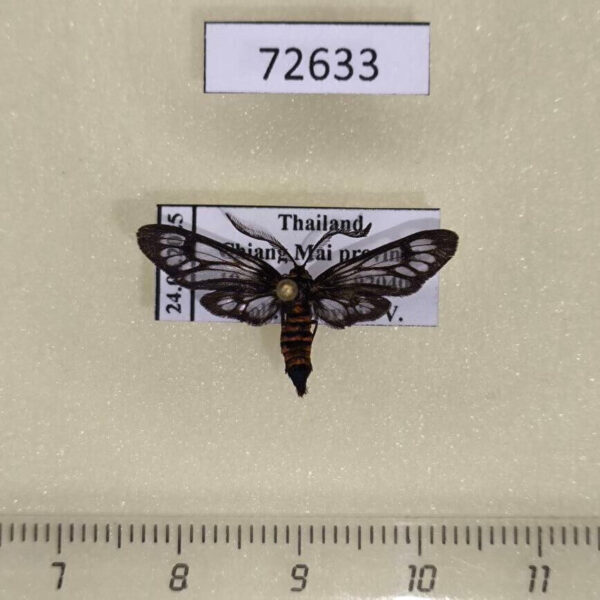 Zygaenidae Phacusa crawfurdi Thailand