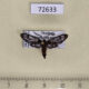 72633p Zygaenidae Phacusa crawfurdi Thailand $10
