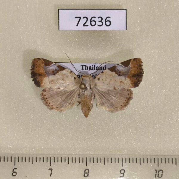 Noctuidae Pseudeustrotia semialba Thailand