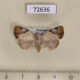 72636p Noctuidae Pseudeustrotia semialba Thailand $15