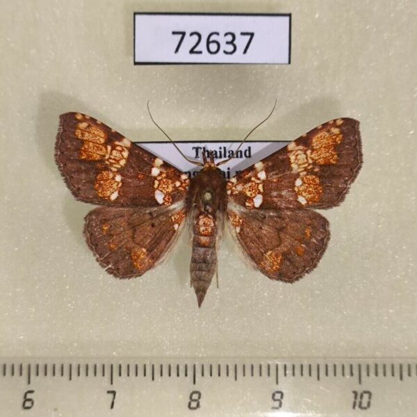 Noctuidae Saroba pustulifera Thailand