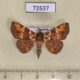 72637p Noctuidae Saroba pustulifera Thailand $18