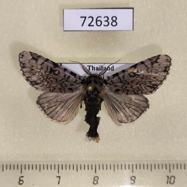 Noctuidae Sundwarda dohertyi Thailand