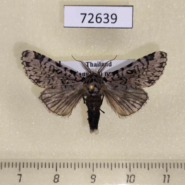Noctuidae Sundwarda dohertyi Thailand