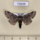 72639p Noctuidae Sundwarda dohertyi Thailand $15