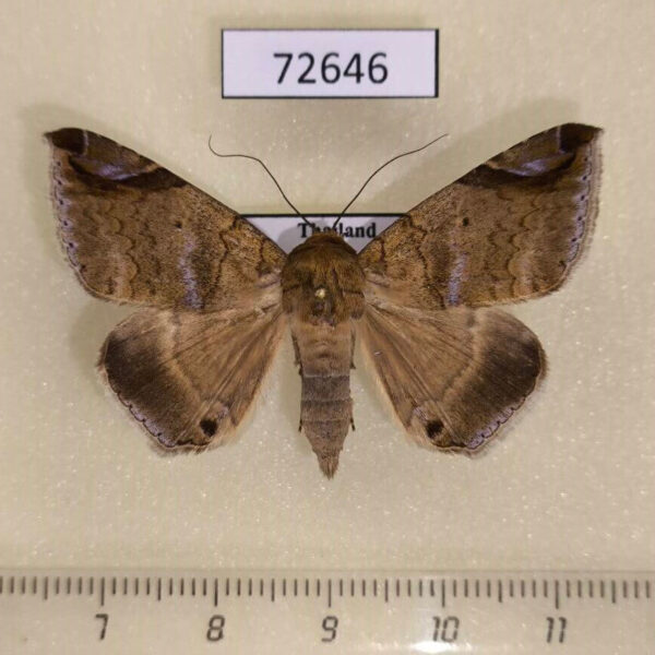 Noctuidae Bastilla circumsignata Thailand