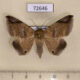72646p Noctuidae Bastilla circumsignata Thailand $15