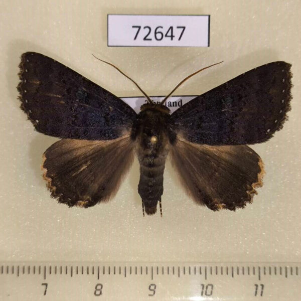 Noctuidae Hypersypnoides sp. Thailand