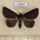 72647p Noctuidae Hypersypnoides sp. Thailand $10