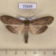 72649p Notodontiidae Thacona punctifascia Thailand $10
