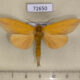 72650p Notodontiidae Saliocleta ochracea Thailand $12