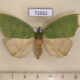 72652p Pyralidae Macna pomalis Thailand $20
