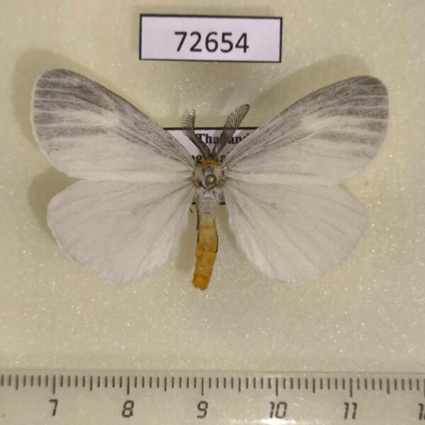 Lymantridae Pantana delineata Thailand