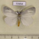 72654p Lymantridae Pantana delineata Thailand $13