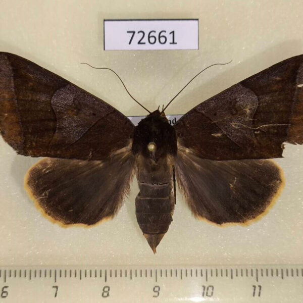 Noctuidae Artena submira f Thailand
