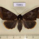 72661p Noctuidae Artena submira f Thailand $9
