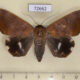 72662p Noctuidae Achaea serva Thailand $10