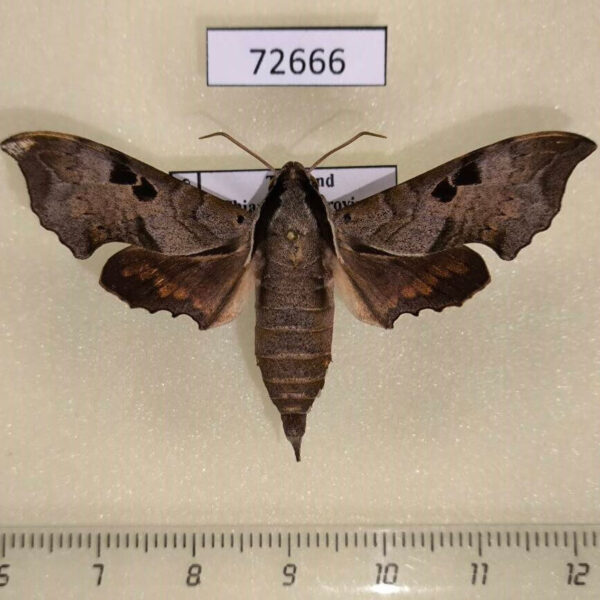 Sphingidae Enpinanga borneensis Thailand