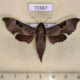 72667p Sphingidae Enpinanga borneensis Thailand $30