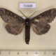 72668p Notodontiidae Phalera torpida Thailand $10