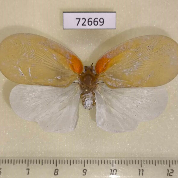 Flatidae Flatida tricolor Thailand
