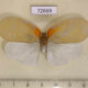 72669p Flatidae Flatida tricolor Thailand $10