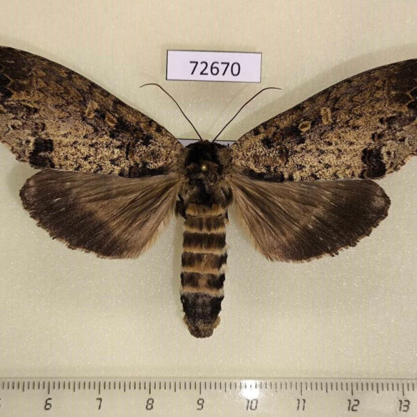 Notodontiidae Phalera sangana f Thailand