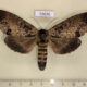 72670p Notodontiidae Phalera sangana f Thailand $15