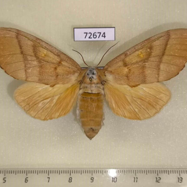 Notodontiidae Euchampsonia cristata f Thailand
