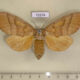 72674p Notodontiidae Euhampsonia cristata f Thailand $15