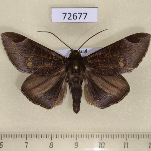 Noctuidae Platyja ciacula Thailand