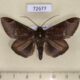 72677p Noctuidae Platyja ciacula Thailand $15
