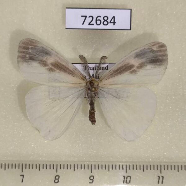 Lymantridae Pantana visum Thailnad