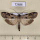 72686p Notodontiidae Thacona benderi Thailand $12