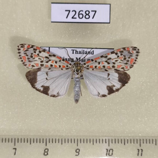 Arctiidae Utetheisa pulchelloides Thailand