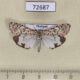 72687p Arctiidae Utetheisa pulchelloides Thailand $10