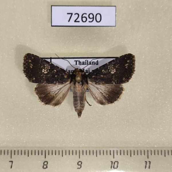 Noctuidae Condica dolorosa Thailand