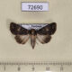 72690p Noctuidae Condica dolorosa Thailand $8