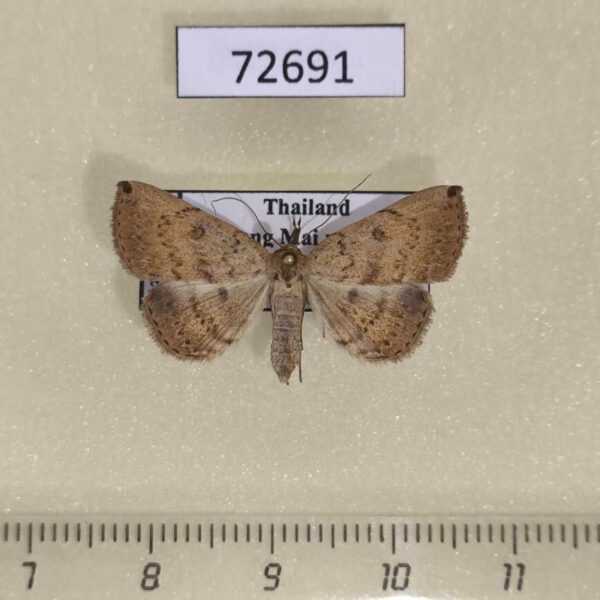 Noctuidae Polypogon sp. Thailand