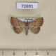 72691p Noctuidae Polypogon sp. Thailand $9