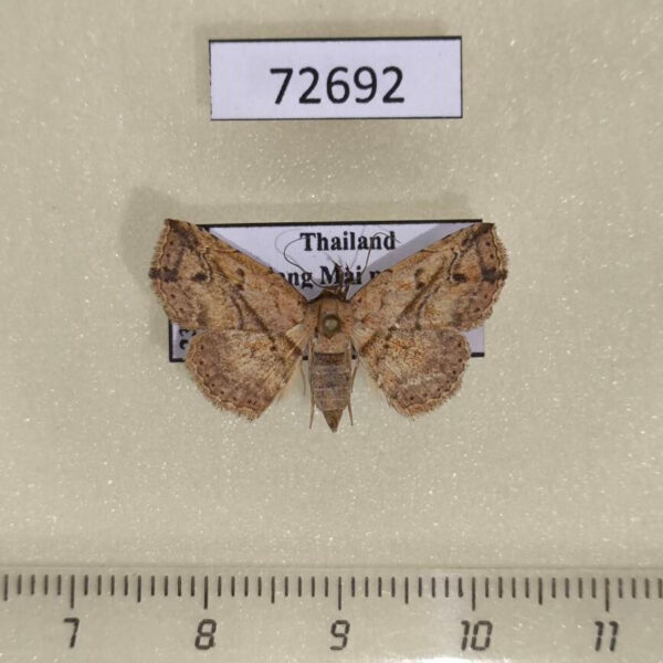 Noctuidae Boletobiinae sp. Thailand