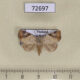 72697p Noctuidae Pseudeustrotia semialba Thailand $12